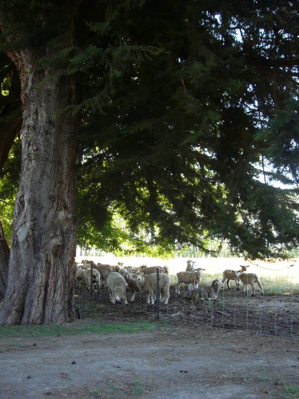 Travel - New Zealand - Blenheim
